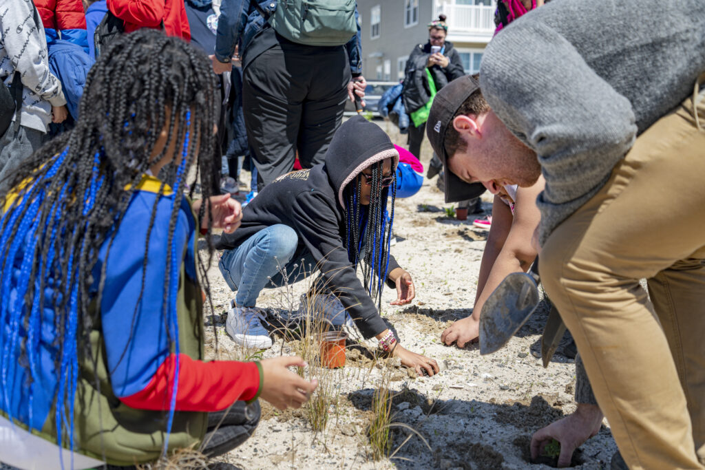 students planting beach grass in sand