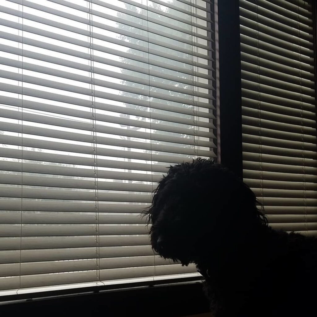 dog inside behind window blinds